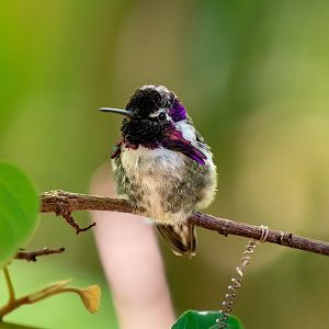 Costa’s Hummingbird(male)