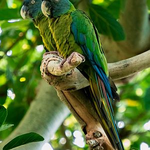 Blue Headed Macaw pair