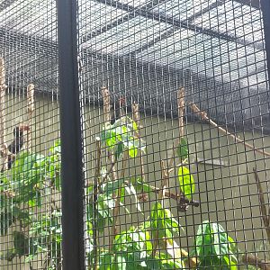 Hornbill ID - Parrot Paradise