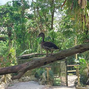 Waterfall Aviary - Spotted whistling duck