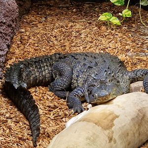 American Crocodile