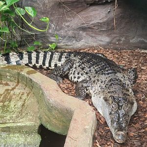 New Guinea Crocodile