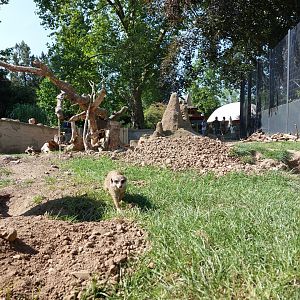 Meerkat and porcupine enclosure