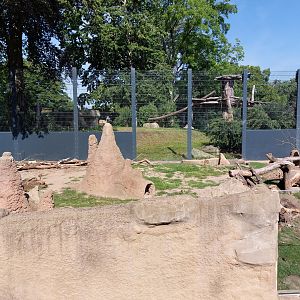 meerkat enclosure with lions in background