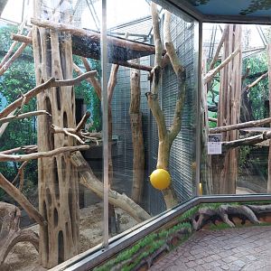 Mangabey and guenon indoor, formerly orangutan