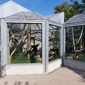 Roloway guenon outdoor