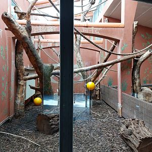 Hanuman langur indoor