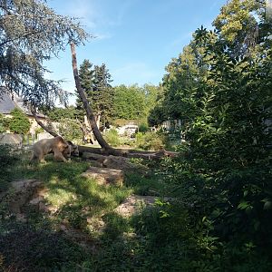 Syrian brown bear and corsac fox enclosure