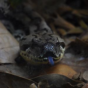 Dumeril's boa