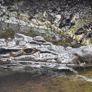 Philippine crocodile