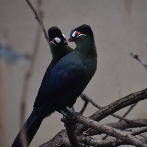 Hartlaub's turaco pair