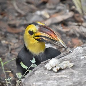 Southern Sulawesi hornbill