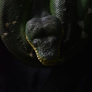 Emerald tree boa