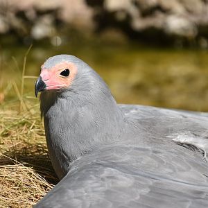 African harrier hawk