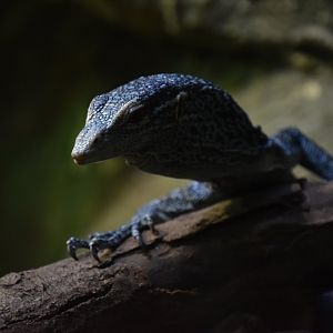 Blue tree monitor