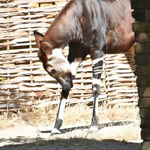 Okapi female