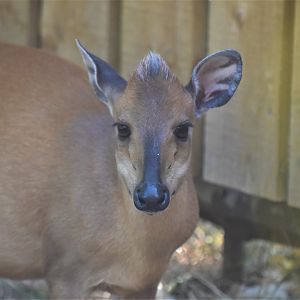 Natal red duiker female
