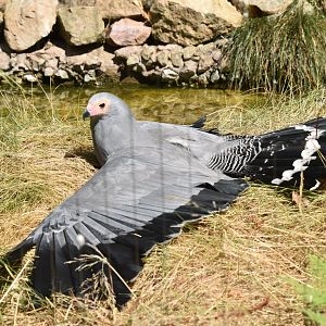 African harrier hawk sunbathing