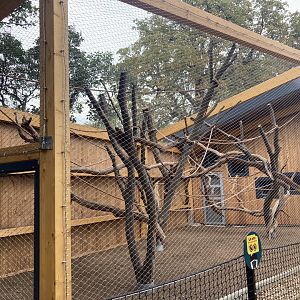 One of the outdoor colobus holdings