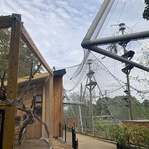 Snowdon and new colobus indoors