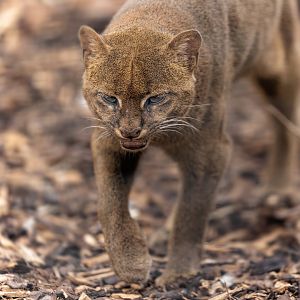 Jaguarundi / 27-7-22 / Hamerton