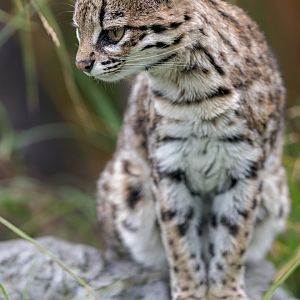 Oncilla / 27-7-22 / Hamerton