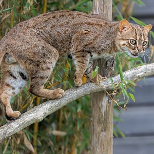 Rusty Spotted Cat / 27-7-22 / Hamerton