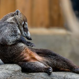 White-nosed Coati / 27-7-22 / Hamerton