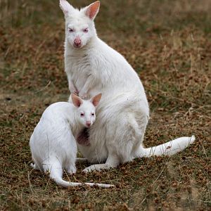 Albino Bennett's Wallaby Joey and Mum / 27-7-22 / Hamerton