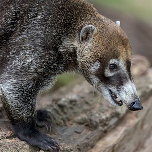 White-nosed Coati / 27-7-22 / Hamerton