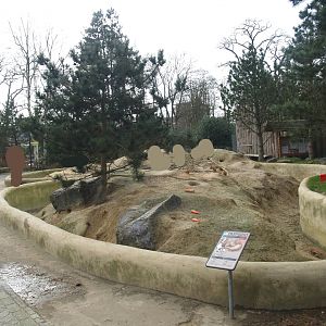 Black-tailed prairie dog, 2008-03-01