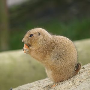 Black-tailed prairie dog (Cynomys ludovicianus), 2008-03-01