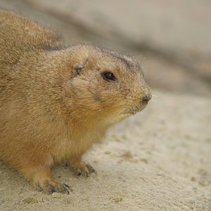 Black-tailed prairie dog (Cynomys ludovicianus), 2008-03-01