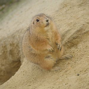Black-tailed prairie dog (Cynomys ludovicianus), 2008-03-01