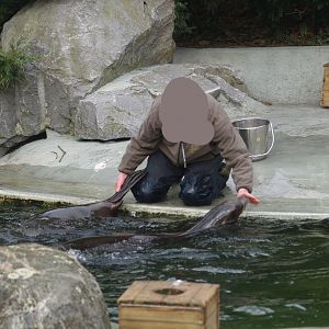 California sea lion (Zalophus californianus) training, 2008-03-01