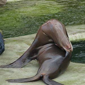 California sea lion (Zalophus californianus), 2008-03-01
