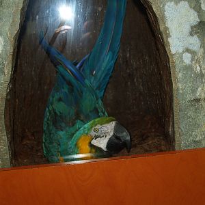 Macaw nest display with taxidermy specimen, 2008-03-01