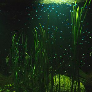 Americasa - Cardinal tetra tank, 2008-03-01