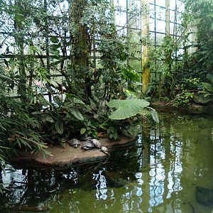 Americasa - Turtle and fish pond, 2008-03-01