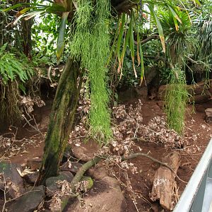 Americasa - Large hairy armadillo exhibit , 2008-03-01