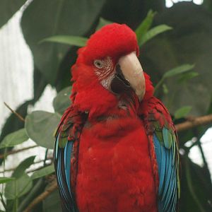 Green-winged macaw (Ara chloropterus), 2008-03-01