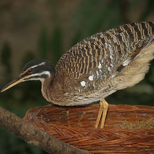 Sunbittern (Eurypyga helias), 2008-03-01