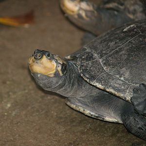 Yellow-spotted Amazon river turtle (Podocnemis unifilis), 2008-03-01