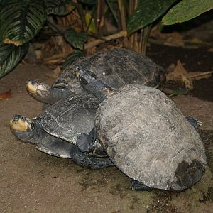 Yellow-spotted Amazon river turtles (Podocnemis unifilis), 2008-03-01