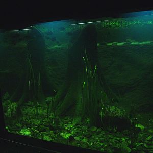 Tank in the Americasa, 2008-03-01