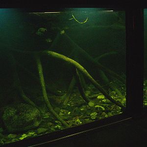 Tank in the Americasa, 2008-03-01