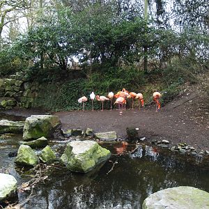 American bird garden, 2008-03-01