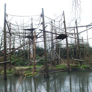Colombian black spider monkey island, 2008-03-01