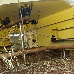 Indoor housing Colombian black spider monkeys, 2008-03-01