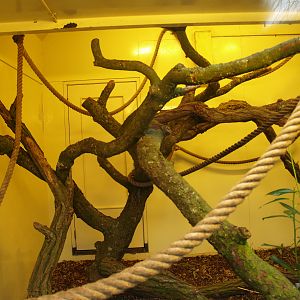 Part of indoor housing for Bolivian squirrel monkeys, 2008-03-01